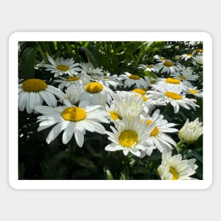 The Daisy Field of All Possibility Sticker